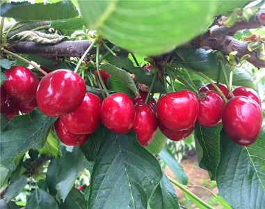 前瞻英格兰女足VS瑞典女足必威体育预测分析_足球赌注软件APP(图1) 十大足球赌注软件