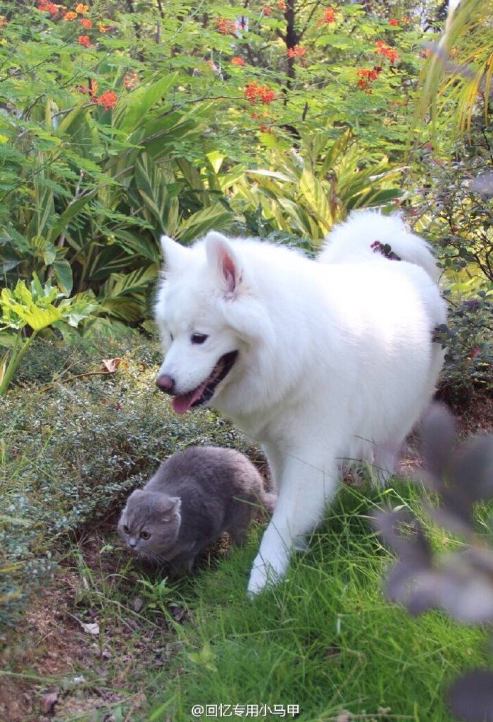 足球赌注软件APP