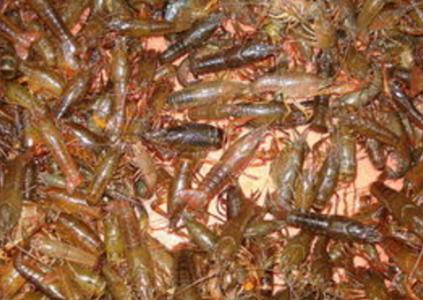 ‘足球赌注软件APP’格雷纳杯: 立陶宛U18 VS 阿美尼亚U18赛出小球比分0:1(图1) 十大足球赌注软件