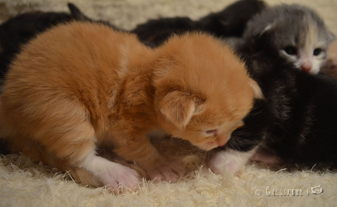 十大足球赌注软件