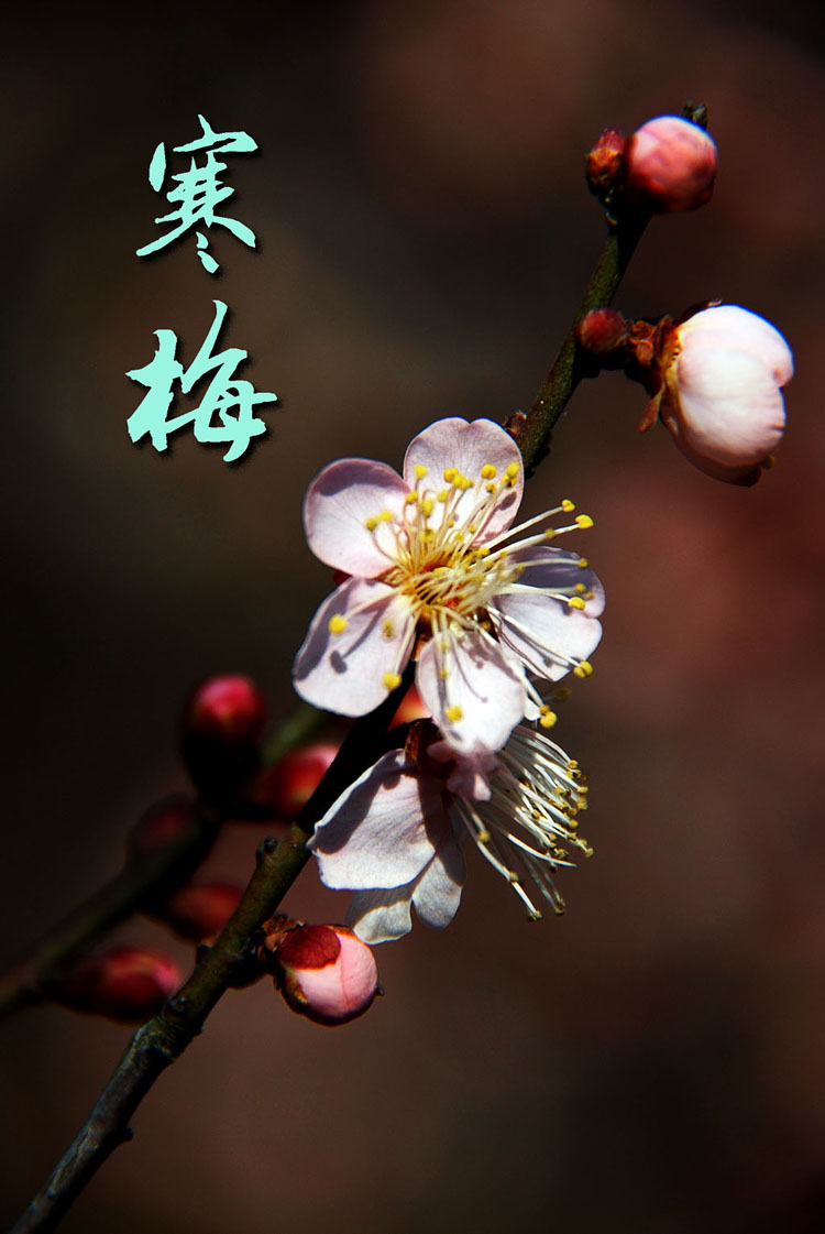 足球赌注软件
